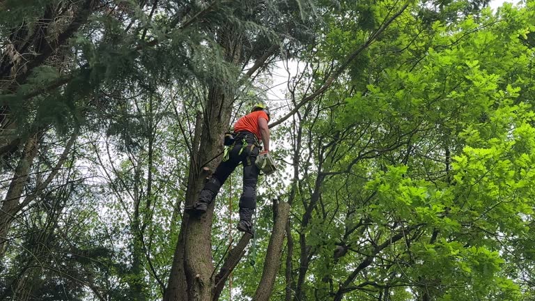 Trusted Benton Harbor, MI  Tree Services Experts